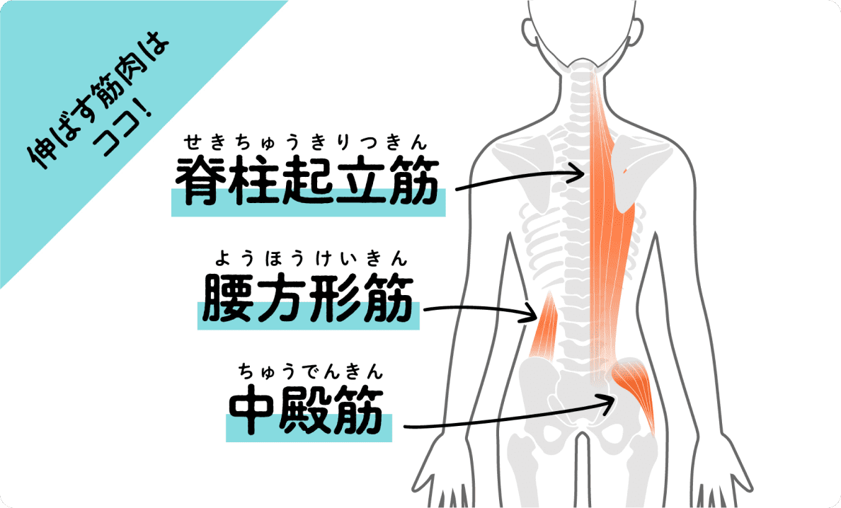 背中からお尻にある３つの筋肉「脊柱起立筋」「腰方形筋」「中殿筋」を示した図